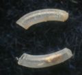 Caecum&nbsp;auriculatum